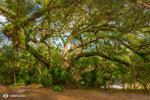 Quizás están escondidos detrás de este árbol. Quizás no. (Foto del bailarín Kenji Kobayashi)